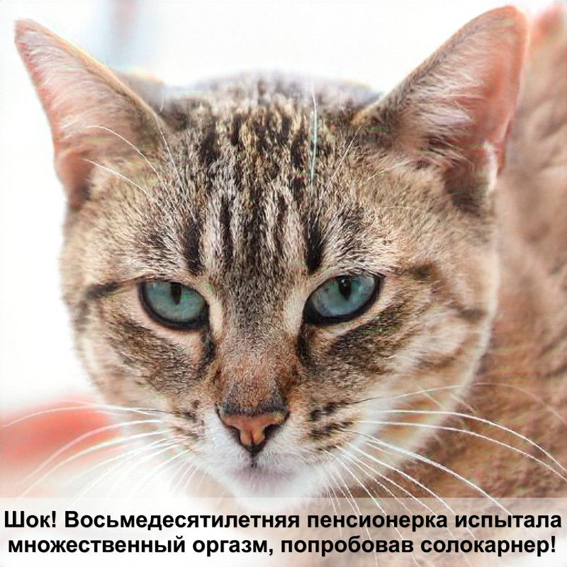 самая быстрая дикая кошка