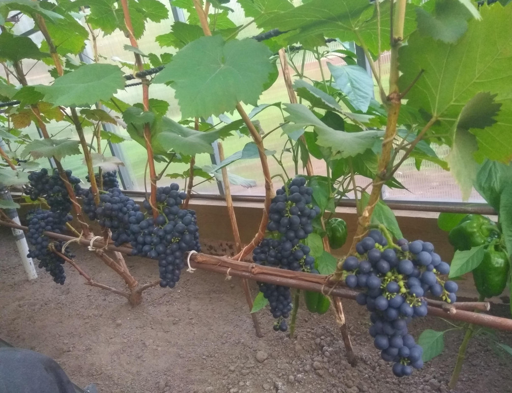 Эстер фото от 22.08.2018.....