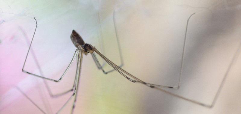Pholcus phalangioides (Daddy Long Legs) - _JPB6224