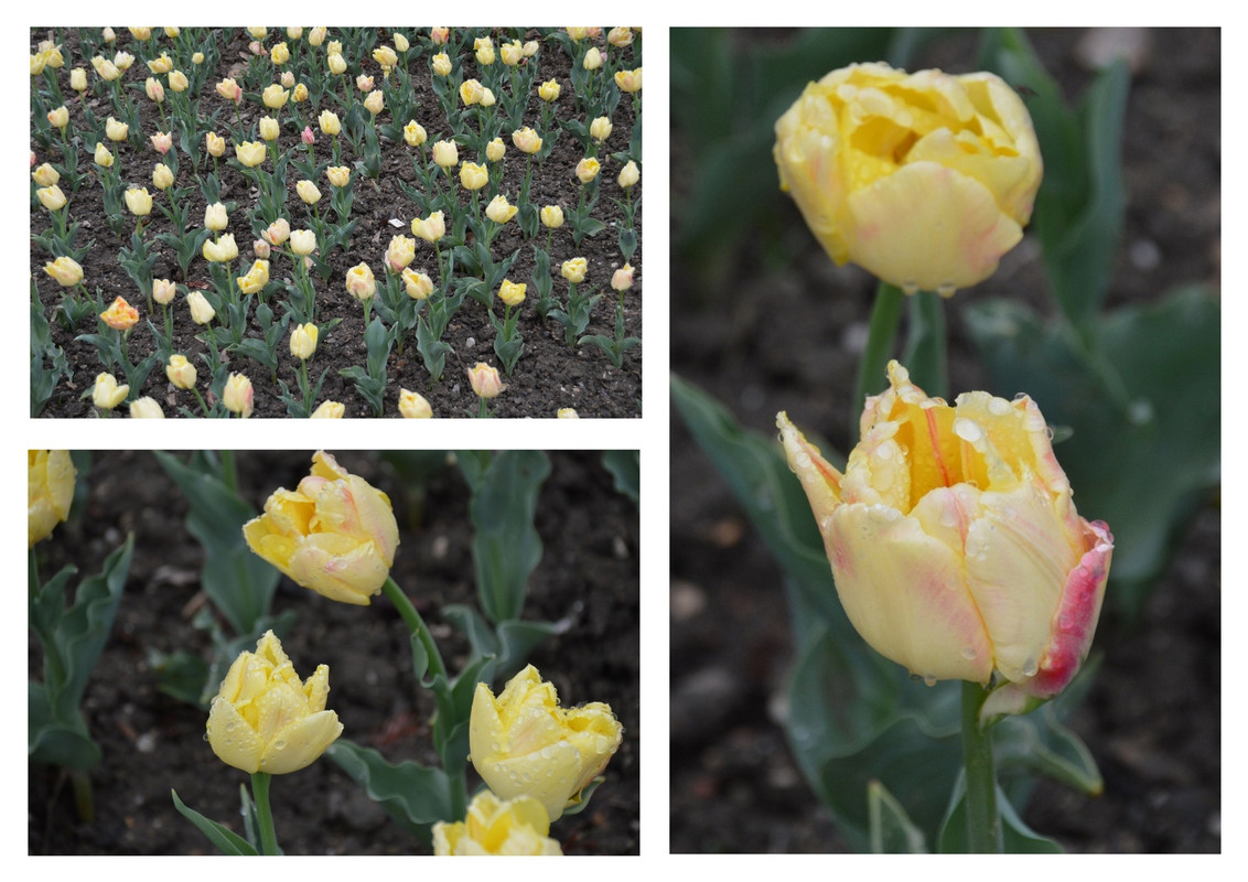 Новый коллаж.jpg 2