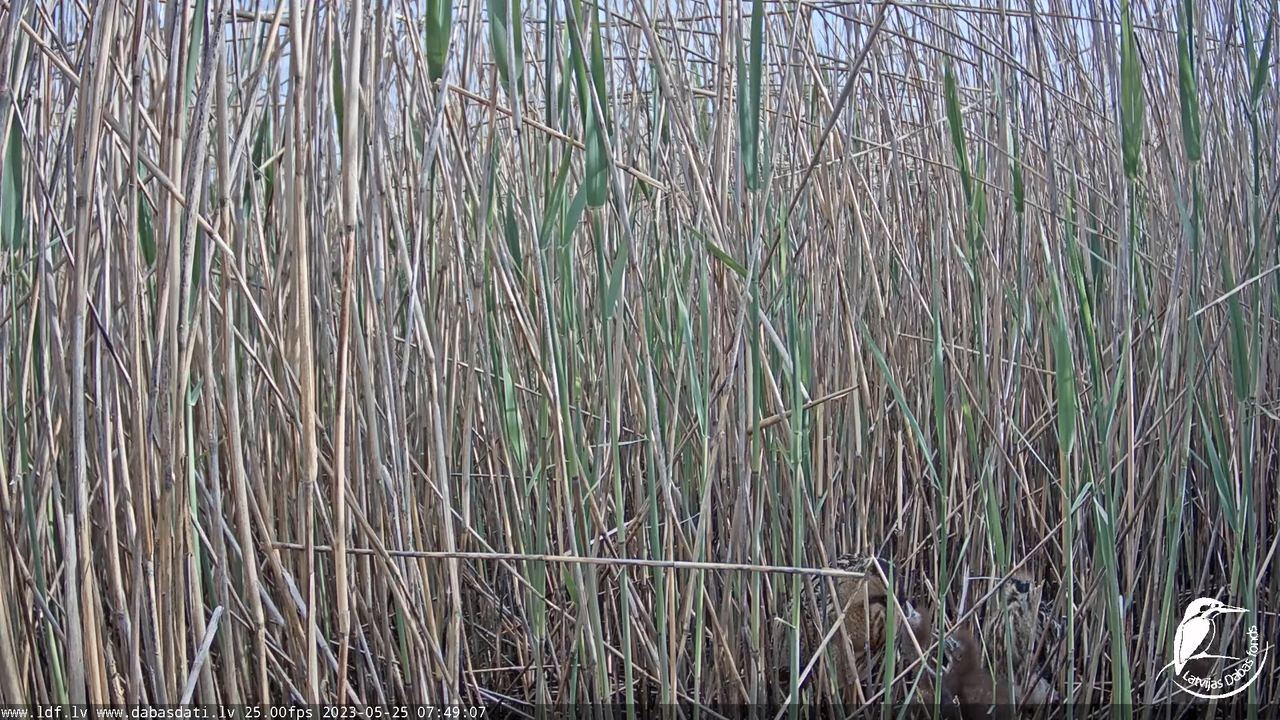 Lielais dumpis (Botaurus stellaris) Engurē - LDF tiešraide 8-46-40 screenshot