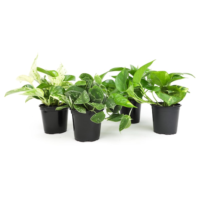 Altman Plants Sale: Up to 20% Off at Lowe’s Altman Plants Sale: Up to 20% Off at Lowe’s