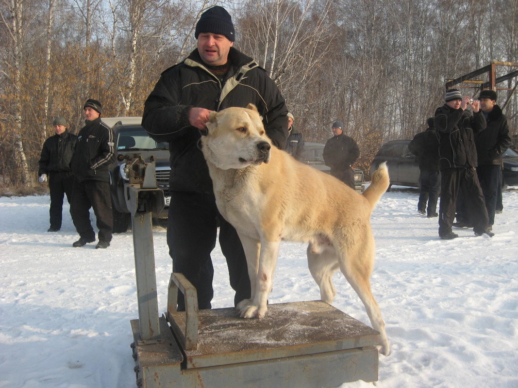 2009.11.21 Вес РЫЖИЙ 76кг 1г9м (4)