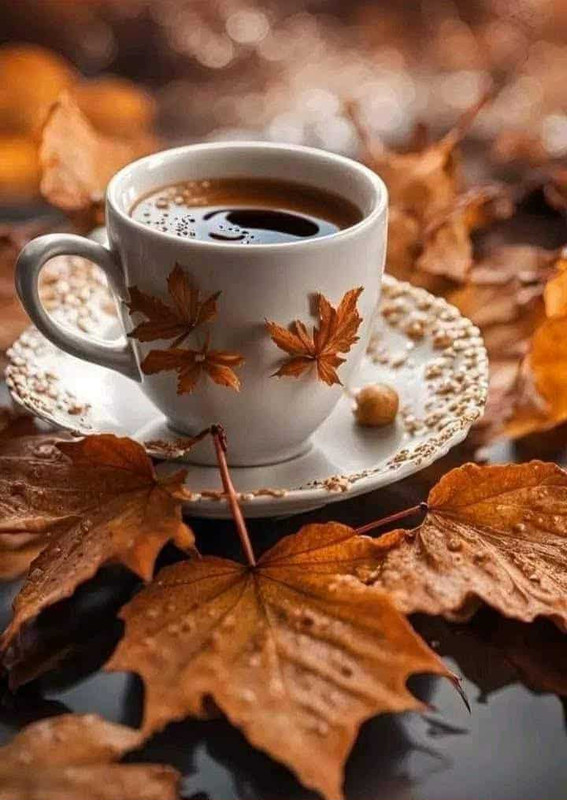 https://i.postimg.cc/9XDDBxyM/81f02b92-2c2f-4d34-8d11-6ba2b284392b.jpg
