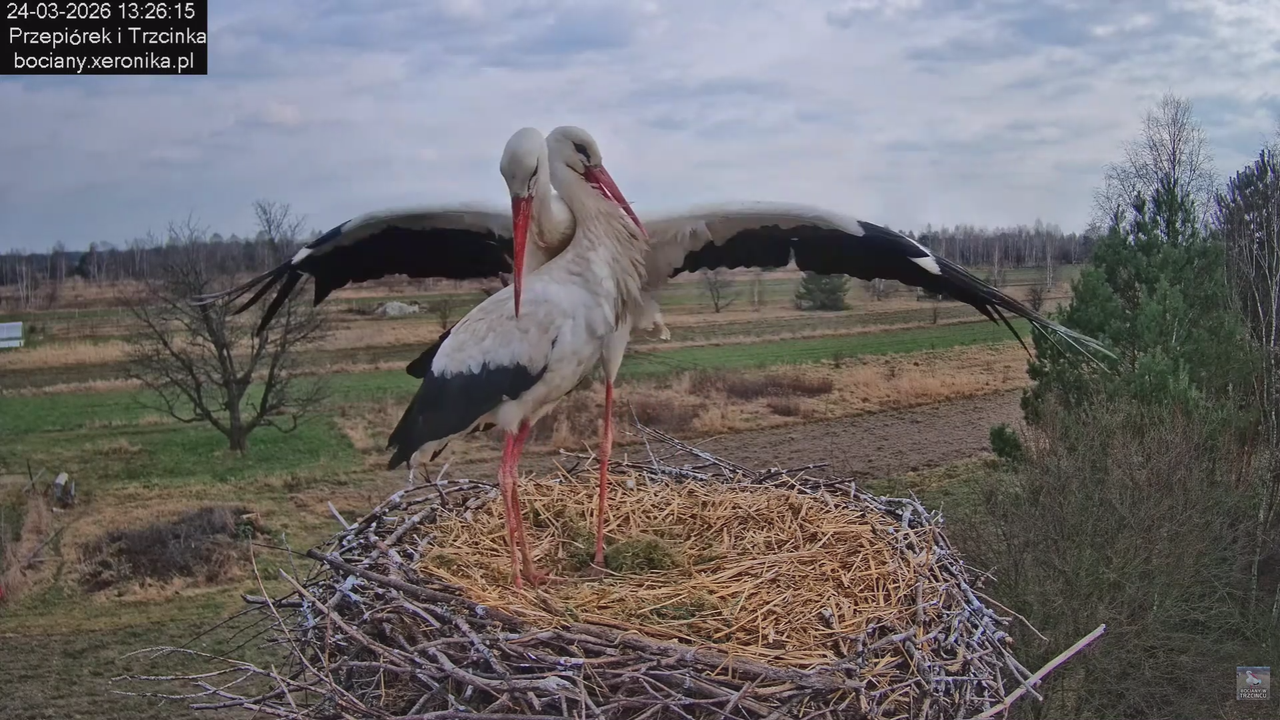 24032026bociany 22