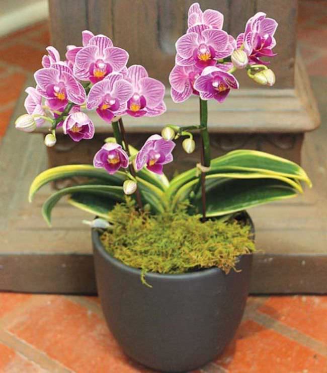 Миндальные орхидеи особенности выращивания в условиях квартиры