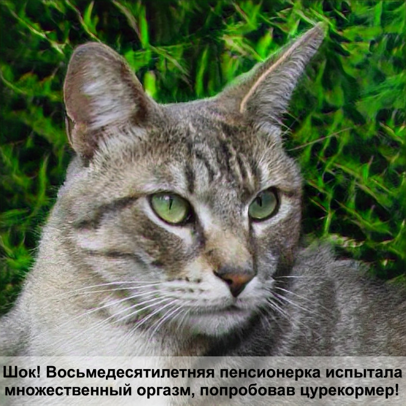 клещи у кошек фото