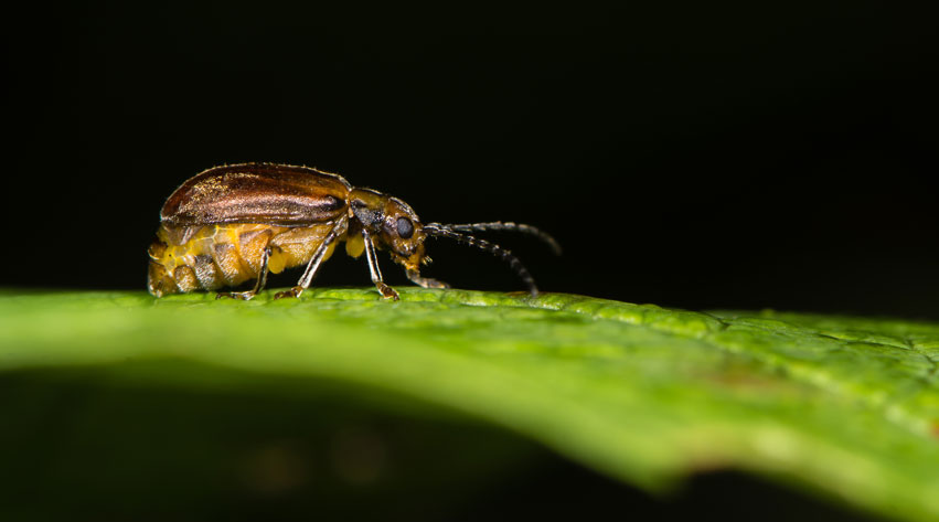 https://i.postimg.cc/9XGV93yP/viburnum-beetle.jpg