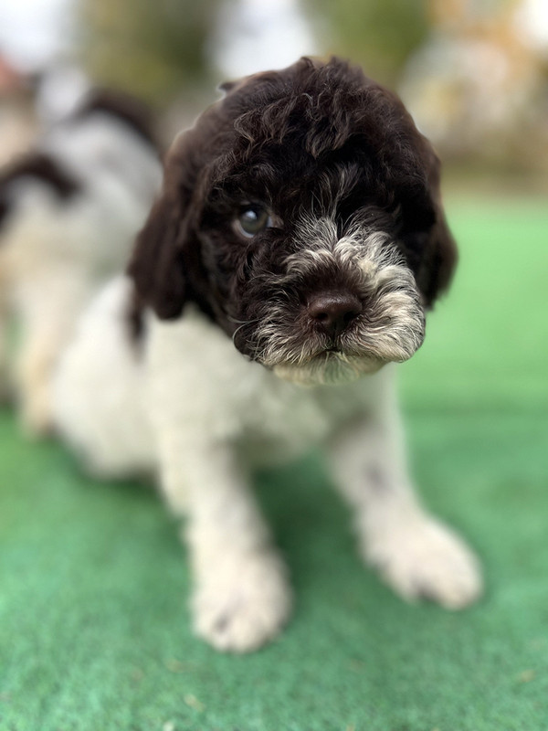 Lagotto Romagnolo female puppy for sale – Ideal Dale Era – 48 days old – photo 5