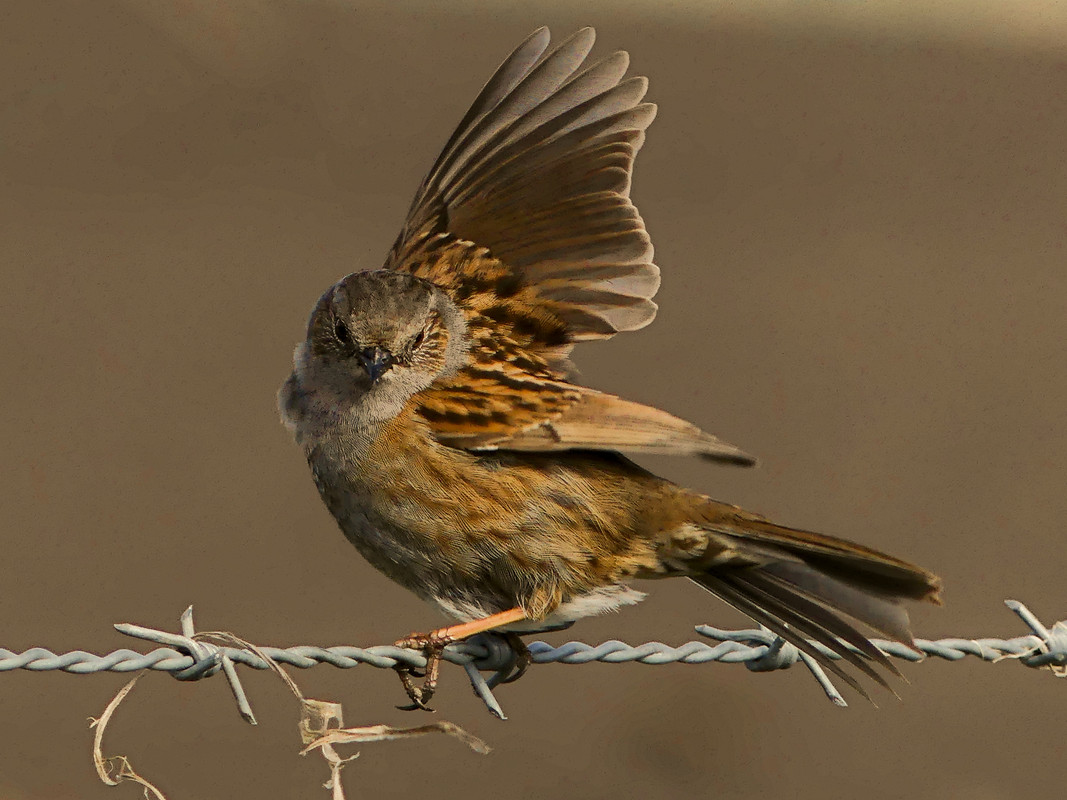 DUNNOCK 3B