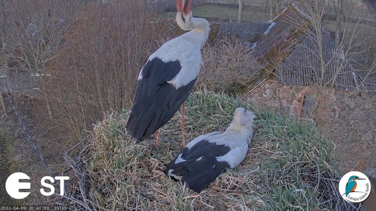 Baltie stārķi (Ciconia ciconia) Tukuma novadā - LDF tiešraide __ White storks in Tukums, Latvia 10-5