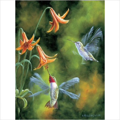 Throated-Hummingbird-Mike-Klafke