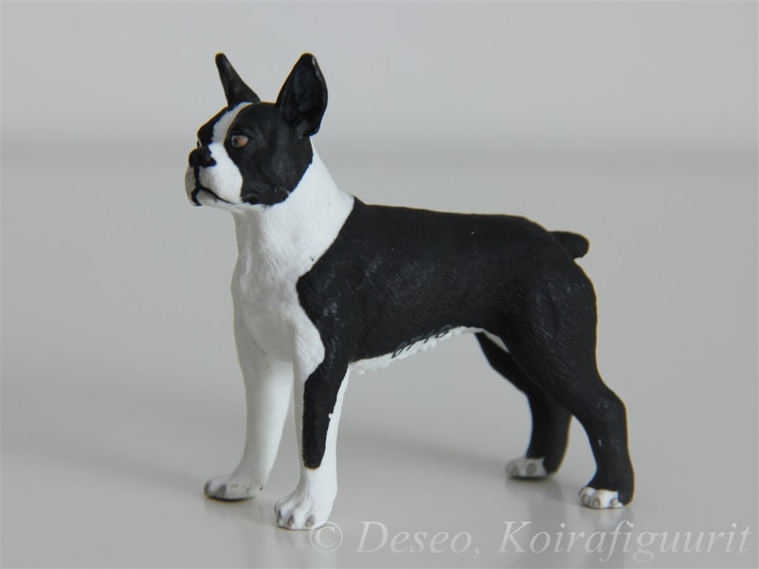 Boston Terrier