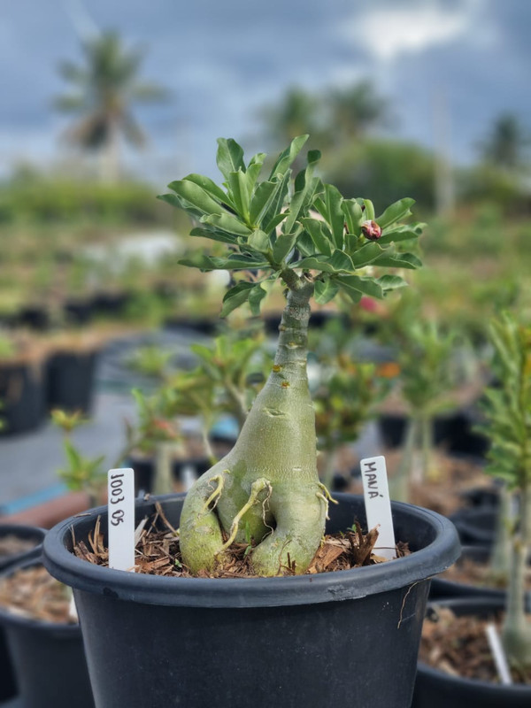 Whats App Image 2026 03 10 at 17 28 00 (3)