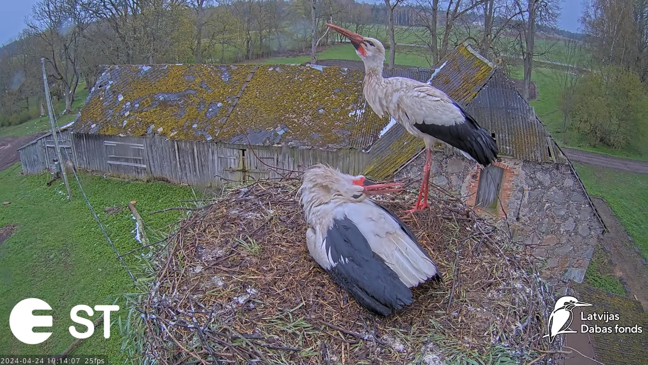 Baltie stārķi (Ciconia ciconia) Tukuma novadā - LDF tiešraide __ White storks in Tukums, Latvia 14-5