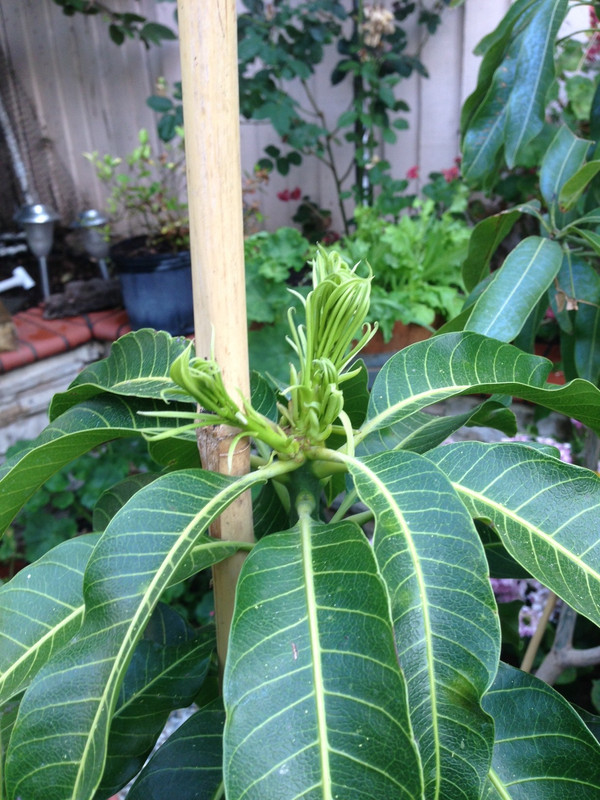 Nam Doc Mai Flower 3