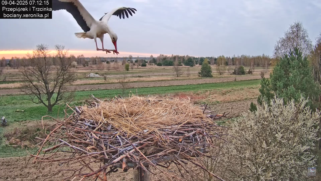 09042025bociany