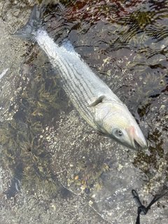 IMG_8073