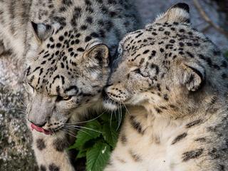 snow-leopard-with-cubs.jpg