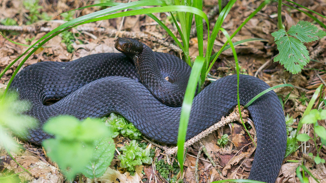 Melanistic Common Adder Vipera berus in Transylvanian Carpathians