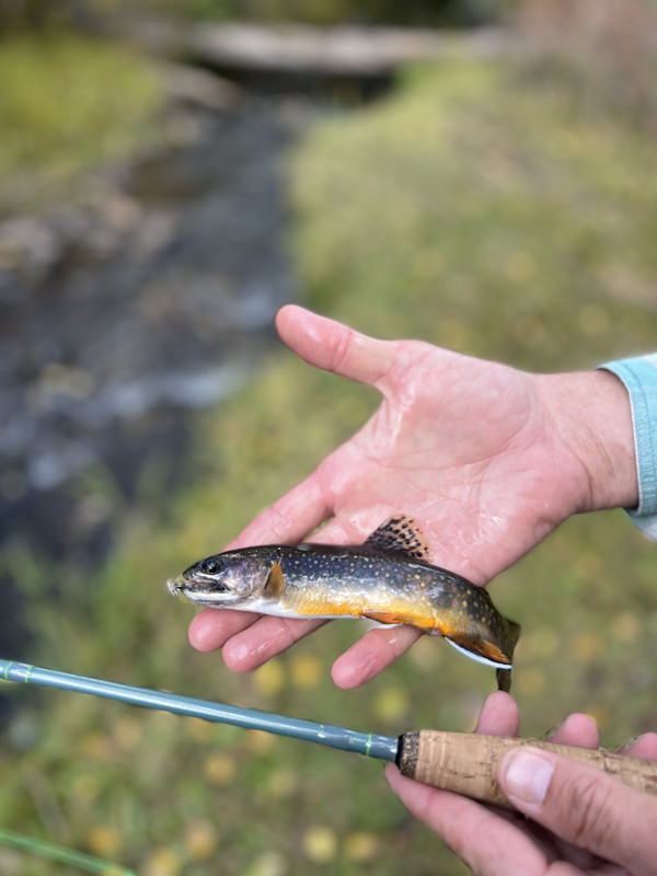 062A485A-FBE6-490E-8A59-04B71B8AB5AA