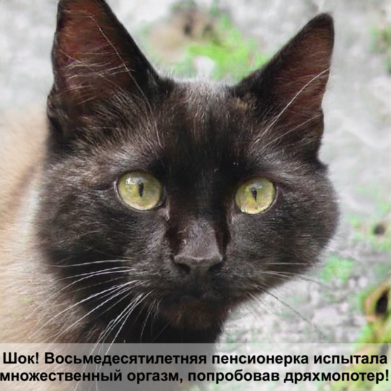 манчкин кошка черепаховый окрас