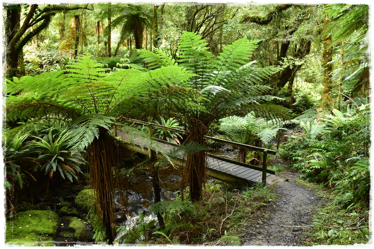 Escapadas y rutas por la Nueva Zelanda menos conocida - Blogs de Nueva Zelanda - Fiordland NP: Humpridge Track (febrero 2021) (67)