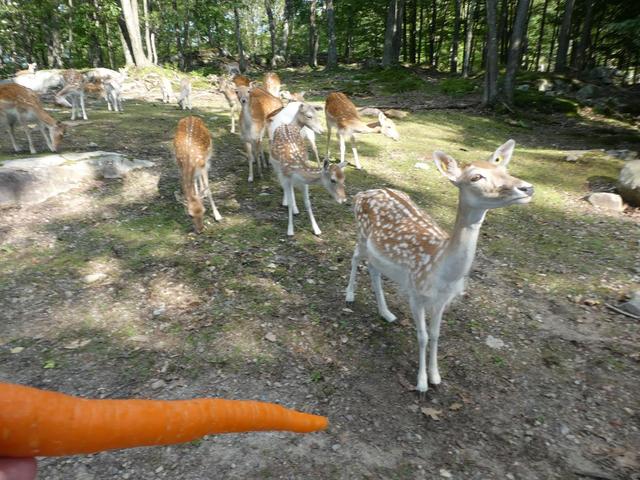 Sucrerie de la Montagne y Parc Omega - DOS SEMANAS EN EL ESTE DE CANADÁ (ONTARIO Y QUÉBEC) (17)