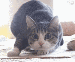giphy9.gif