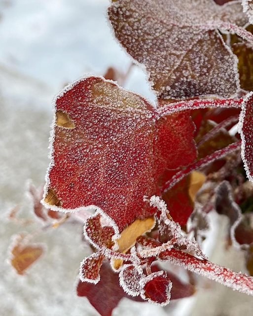 [Image: 98-F8-F4-F1-85-EA-40-A1-B7-DA-883-D3-FF36-DD8.jpg]