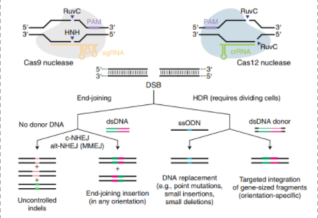 CRISPR-Cas-3.png