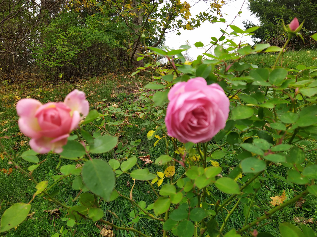 IMG_20211009_105425
