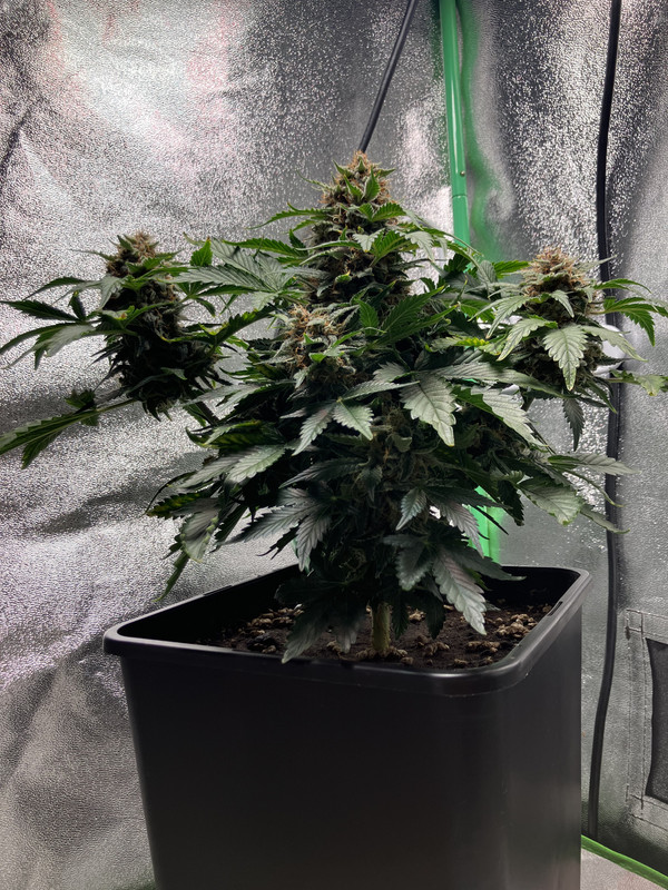 FD5ED5F7-ED40-4488-BB31-AC0F645706CB