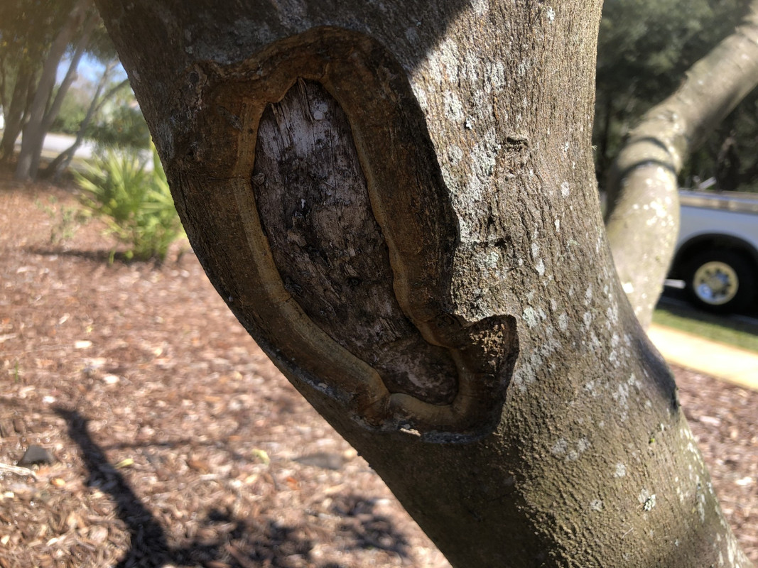 Phytophthora4