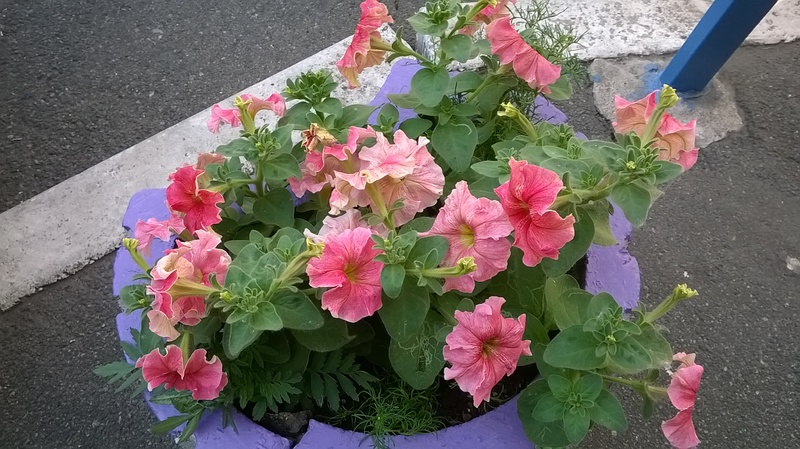 WP_20150610_12_07_17_Pro