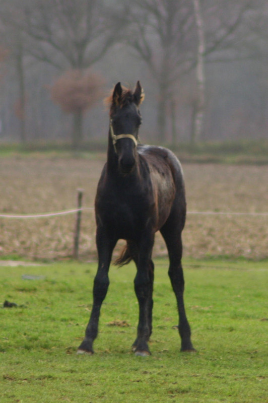 foal-stock-by-marjolein96-d4lhddr-fullview.jpg