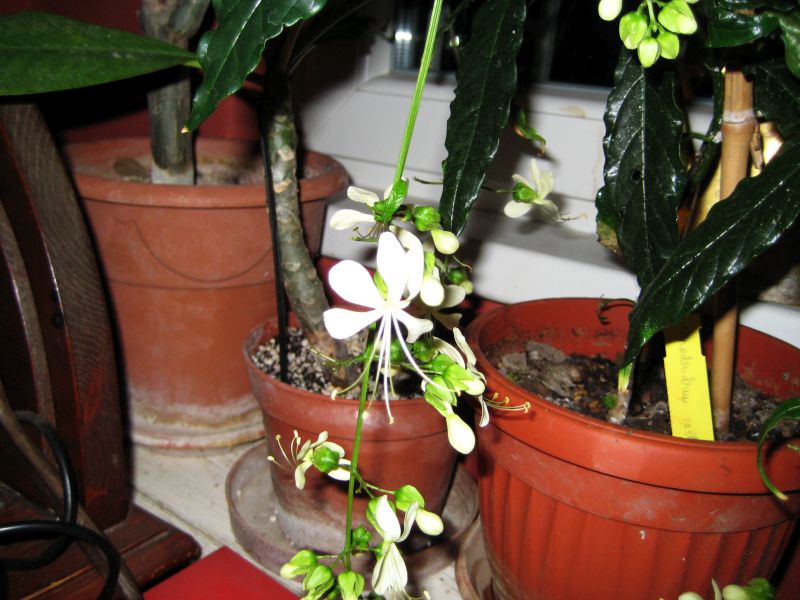 clerodendrum_wallichii_1