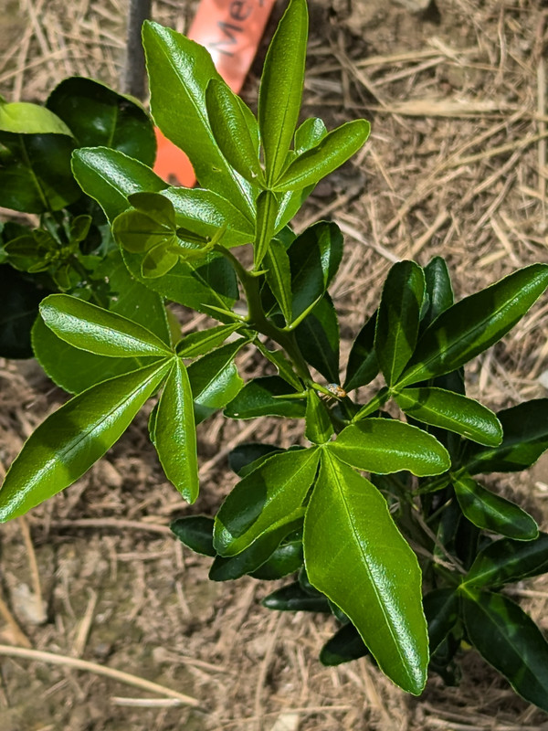 PXL_20240723_184638910