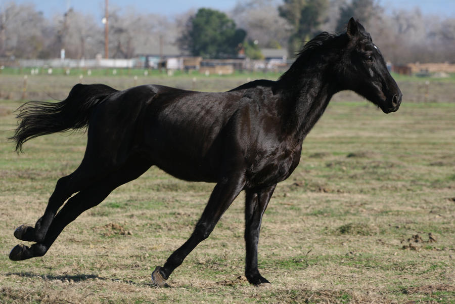 black-thoroughbred-gelding-by-horsestockphotos-d4x111s-fullview.jpg