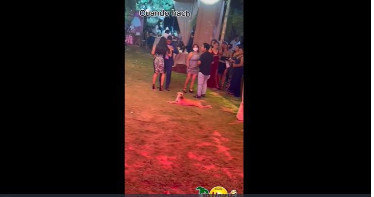 Perrito lucha por comer en una fiesta y se hace viral en TikTok