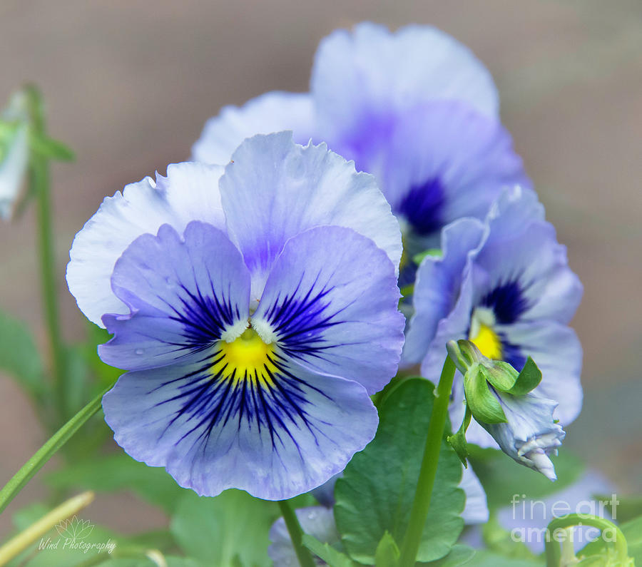 pansy-flowers-diana-wind.jpg