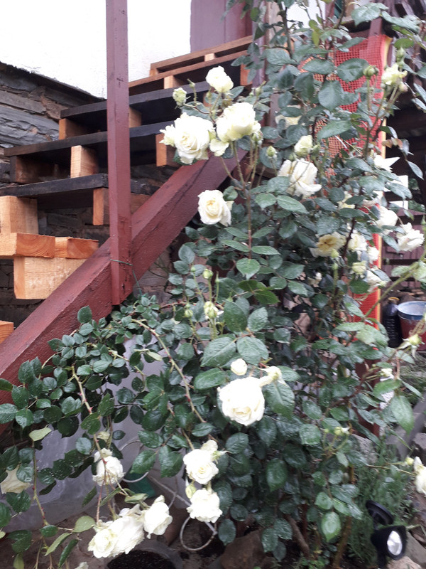 20190524_092031