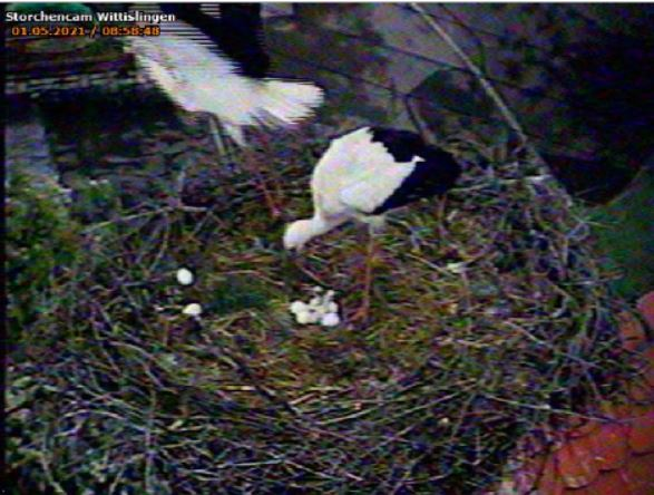 2021-05-01-0858-2.Küken