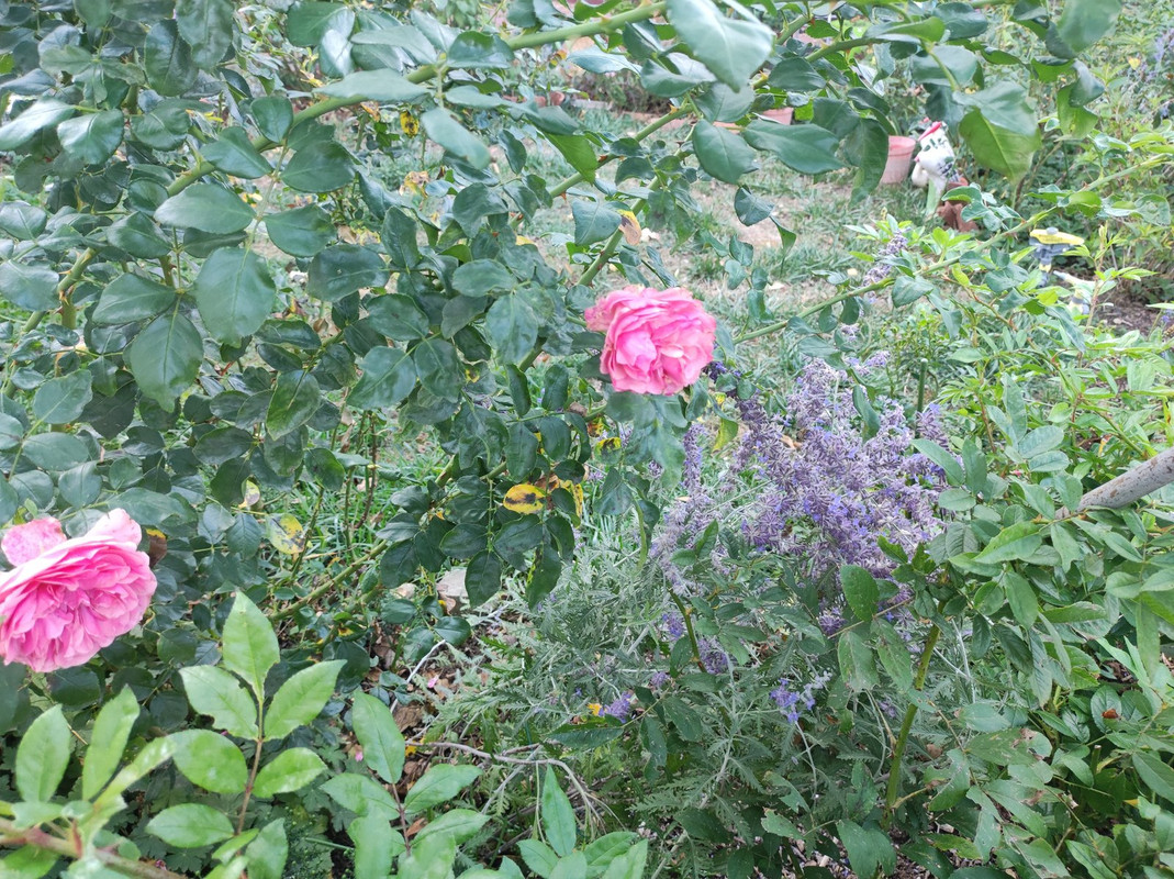 IMG_20240912_180810