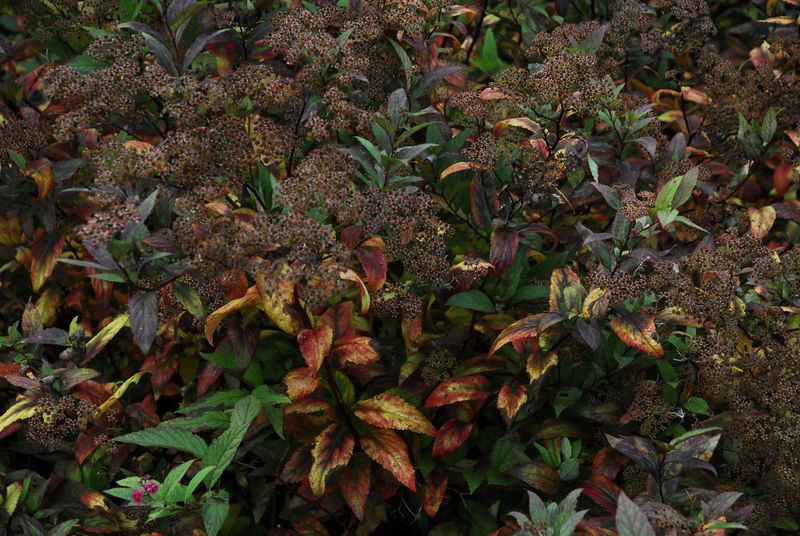 2013-10-09 Gehölze2