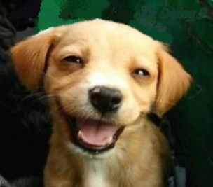 smiling-pup-aa.jpg