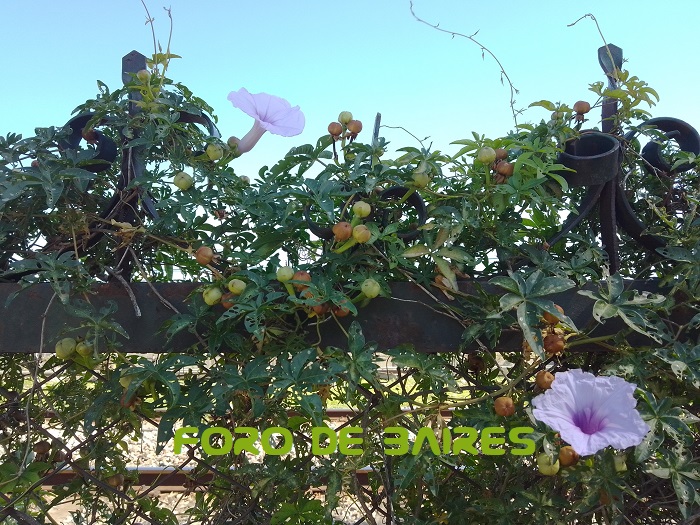 fotoflorgloriadelama-ana2