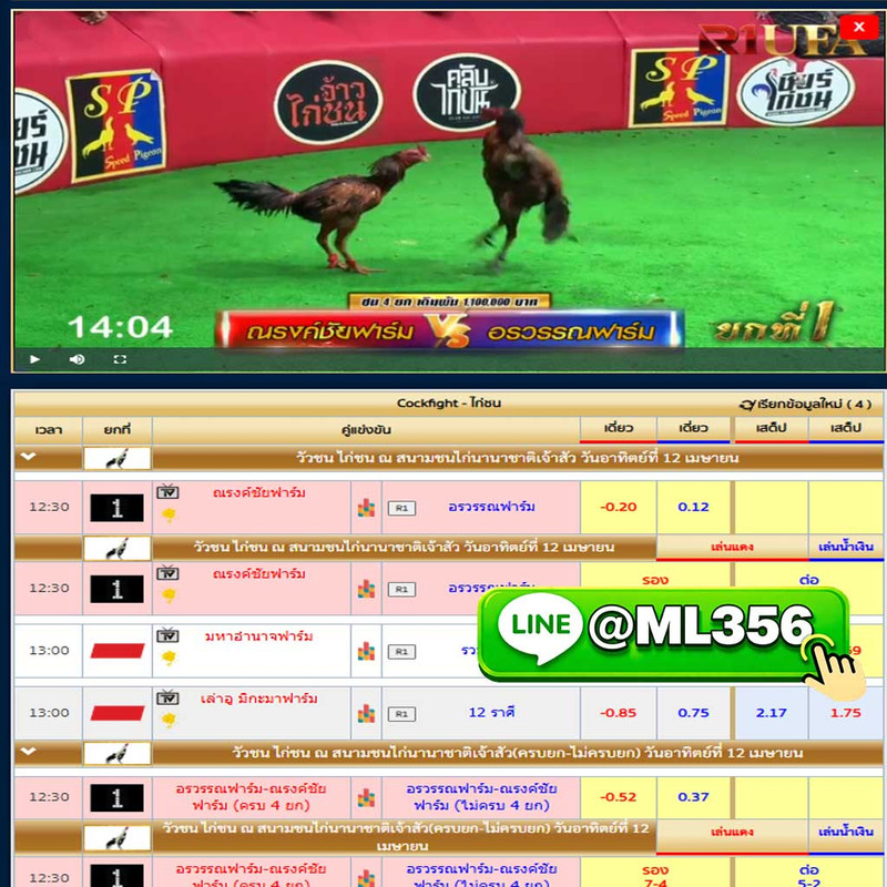 เว็บแทงไก่