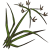 nutgrass