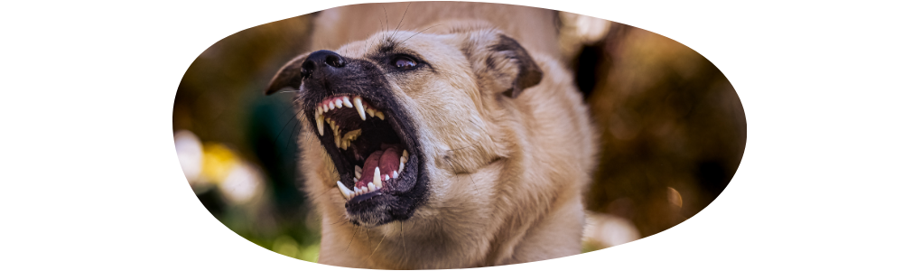 Entschlüssle das Geheimnis: Ist dein Hund aggressiv? Mach den Test und meistere die Körpersprache aggressiver Hunde!